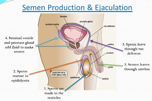How Is Semen Produced